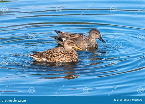 Adult Male and Female Gadwall Floating in Blue Water Stock Image ...