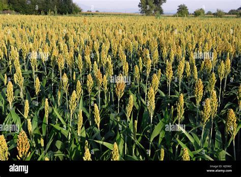 millet field Stock Photo: 131653380 - Alamy