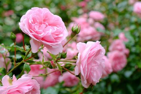 Pink Rose Meaning and Symbolism in the Language of Flowers - Petal Republic