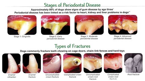 Carnassial - Dog Teeth Chart - Dog Choices