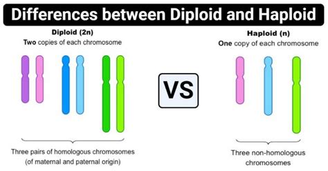 12 differences between Diploid and Haploid (Diploid vs Haploid ...