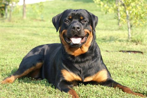 Rottweiler Dog | Interesting Facts & New Pictures | All Wildlife ...