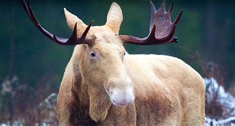 VIDEO: The White Moose of Sweden - SnowBrains