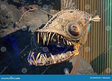 Deep sea fish editorial stock image. Image of teeth, valencia - 64642539