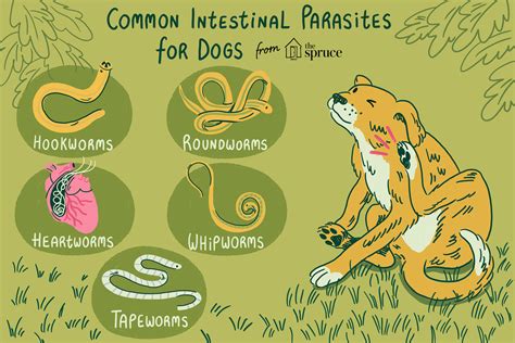 Common Worms and Intestinal Parasites in Dogs