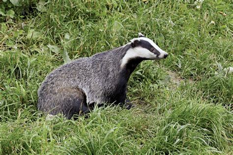 Badger | Nocturnal, Burrowing Mammal | Britannica