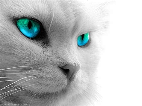 Cat Eyes Wallpapers - Top Free Cat Eyes Backgrounds - WallpaperAccess