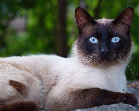 Siamese Cat | Breeds | Cat Mania - For Cat Lovers