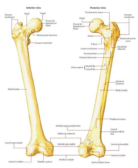 Femur Bone - Surprising Secrets of Your Thighbone