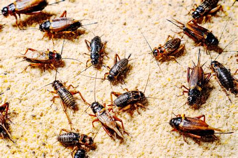 Insect Farming Is Booming. But Is It Cruel? | WIRED