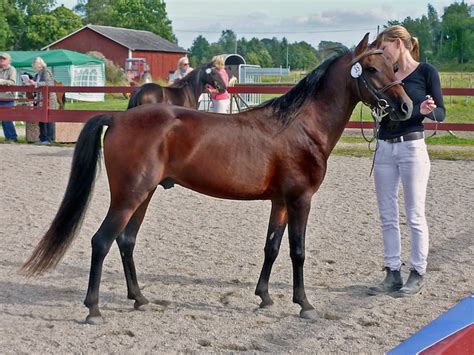 Caspian Horse - www.caspianhorsesociety.org.uk