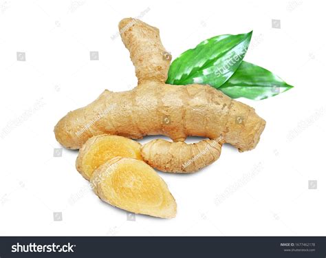 White Turmeric Curcuma Zedoaria Zedoary Kunyit Stock Photo (Edit Now ...