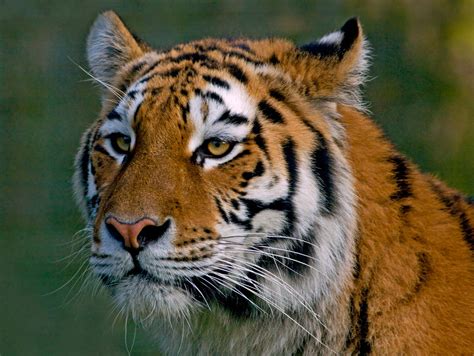 Endangered Species Wallpapers High Quality | Download Free