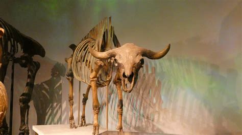 Prehistoric Bison, Mammals of the Ice Age, Evolving Planet - Feb. 2022 ...