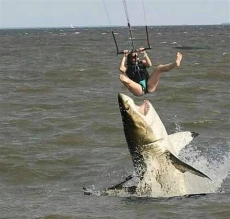 Is This a Picture of a Shark Attacking a Parasailer? | Snopes.com