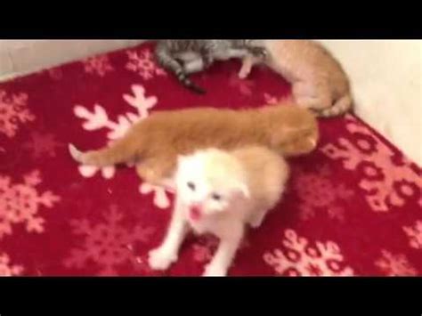 Newborn kittens crying for mama Daphne - YouTube