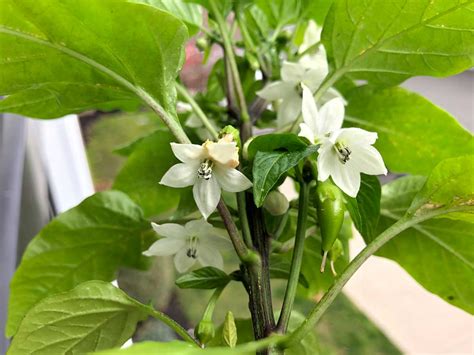 Should I Pinch Early Flower Buds Off My Pepper Plants? - Pepper Geek