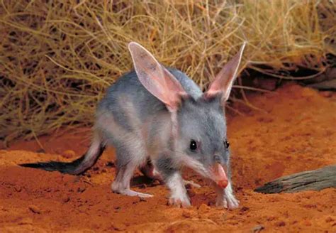 The Bilby | It's Nature - Ground Mammals