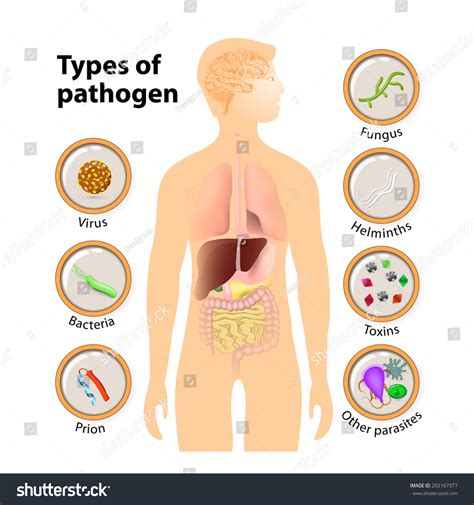 Pathogen: Virus, Bacteria, Prion, Fungus, Helminths, Toxins And Other ...