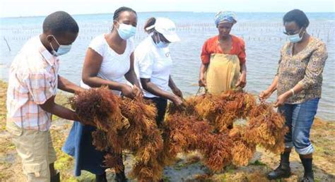 seaweed farming News - Latest seaweed farming News, Breaking seaweed ...