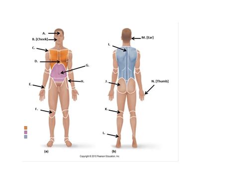 Body Regions & Directional Terms Diagram | Quizlet