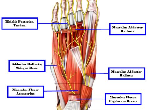 Plantar Foot Anatomy Nerves