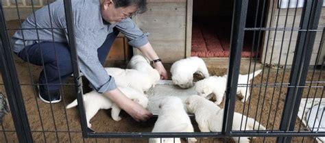 Dog meat consumption is not illegal..Let s understand?