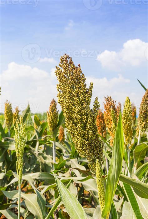 Millet field with blue sky 9322458 Stock Photo at Vecteezy