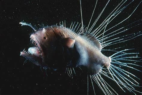 Fanfin anglerfish | Animals | Monterey Bay Aquarium