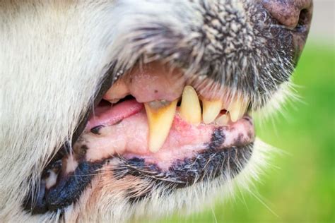 Can A Rotten Tooth Cause Problems In Dogs