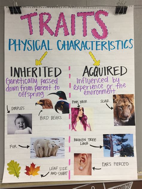 Physical Characteristics Of Animals