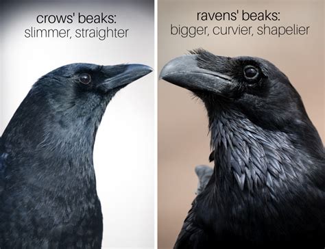 Difference Between Crow And Raven, Raven Or Crow There Is A Difference ...