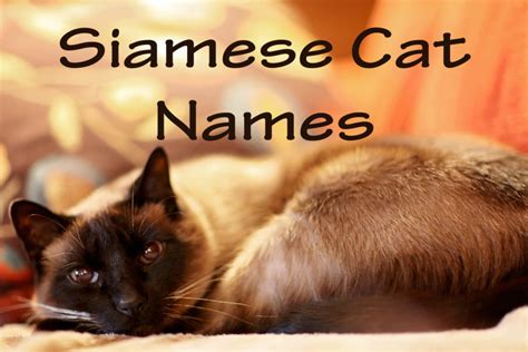 101 Most Popular Siamese Cat Names In 2023 - Cat Mania