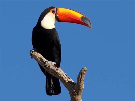 Toco Toucan Habitat