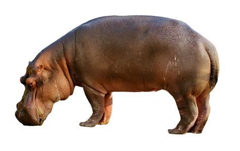 Hippopotamus Hippo Mammal - Free photo on Pixabay