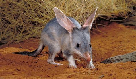 Fact File: Greater bilby (Macrotis lagotis) - Australian Geographic