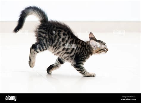 Kitten photos hi-res stock photography and images - Alamy