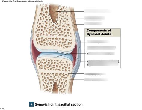 Structures of a synovial joint Diagram | Quizlet