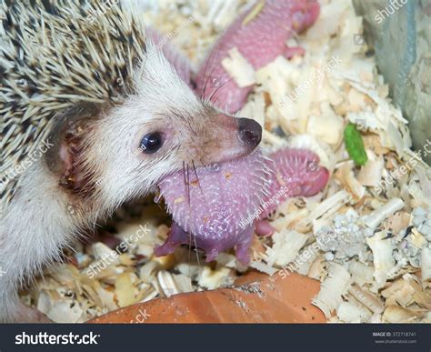 Dwarf Hedgehog Newborn Baby Stock Photo 372718741 | Shutterstock