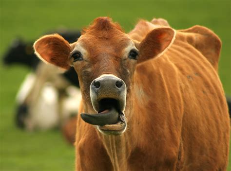 Cool Pictures: Funny cow pictures Collection