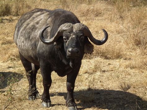 African Buffalo | Nickelodeon Animals Wiki | Fandom