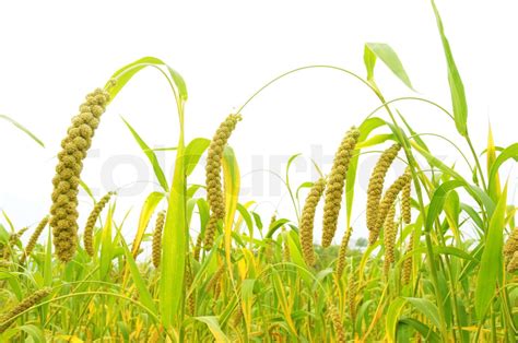 Millet fields | Stock image | Colourbox