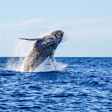 Gray Whale Breaching Wall Art | Photography