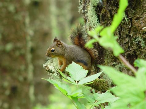 Douglas' Squirrel, Oregon | Douglas Squirrel (Tamiasciurus d… | Flickr