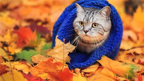 animals, Cat, Woolly Hat, Leaves, Fall Wallpapers HD / Desktop and ...