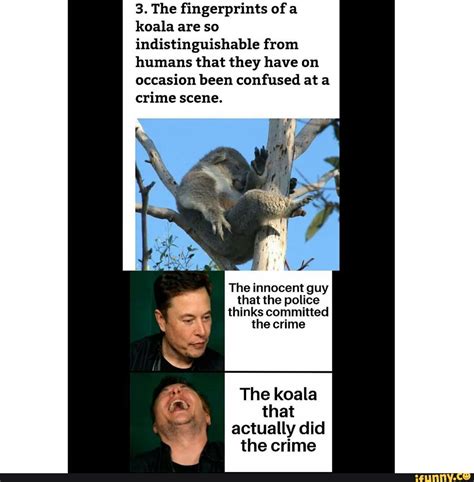 3. The fingerprints of a koala are so indistinguishable from humans ...