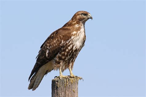 Red-tailed Hawk (Juvenile) - FeederWatch