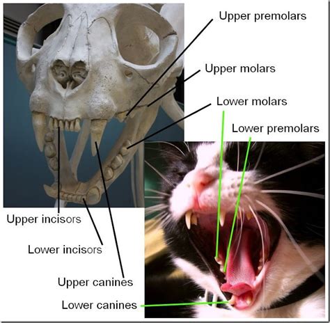 Cat Chit Chat: Cat Anatomy