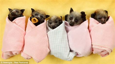 Is It Legal To Own A Bat As A Pet / Fruit Bats As Pets Guidelines And ...