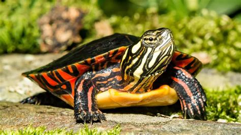 Painted Turtle Habitat Checklist (Shopping List)